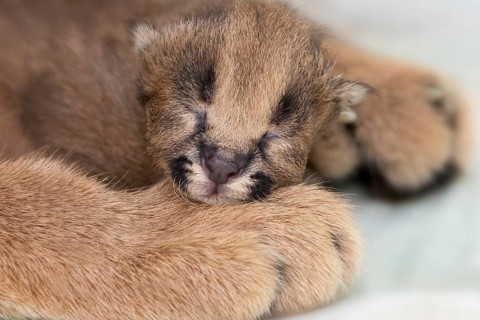 Caracal (Caracal caracal) newborn portrait, Castile-La Mancha, Spain