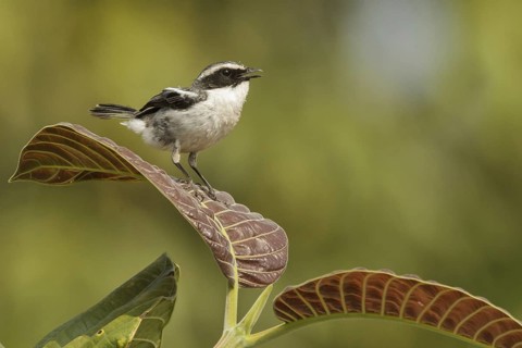 Grey Bush Chat (Saxicola ferreus) male singing, Doi Ang Khang, Thailand
