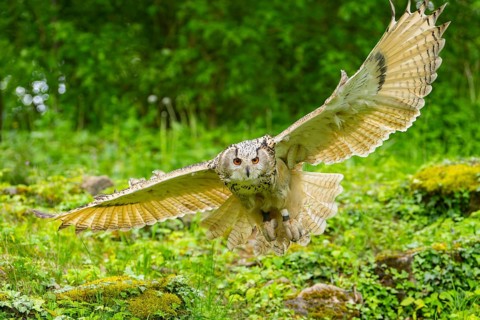 Western Siberian eagle-owl (Bubo bubo sibiricus) flying over a clearing in the forest, Bavaria,