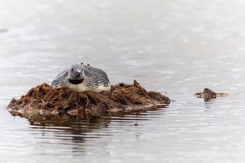 Red-throated diver (Gavia stellata) breeding on the nest, Aventdalen, Longyearbyen, Spitsbergen,
