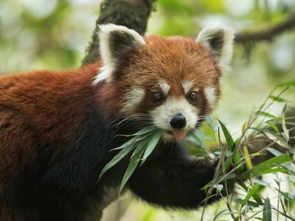 Red Panda (Ailurus fulgens) feeding on bamboo tree, Darjeeling, India