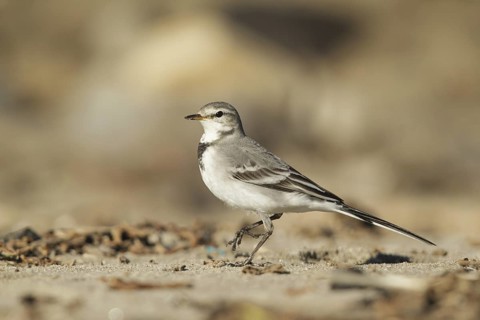 White Wagtail (Motacilla alba), California, USA