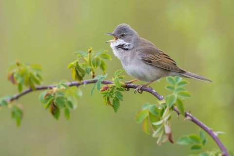 Common Whitethroat (Sylvia communis) male singing, perched on a twig, Poland