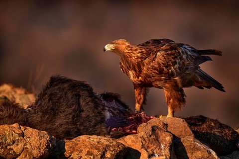 Eagle with cow calf carcass. Golden eagle, stone, Rhodopes mountain, Bulgaria. Eagle, evening