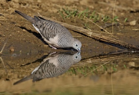 Peaceful Dove (Geopelia placida), Australian Capital Territory, Australia