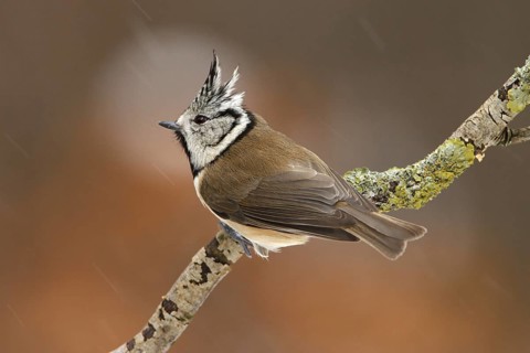 European Crested Tit (Lophophanes cristatus), Utrecht, Netherlands