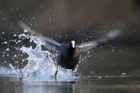 Eurasian Coot (Fulica atra), North Rhine-Westphalia, Germany
