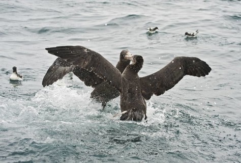 Northern Giant Petrel (Macronectes halli), New Zealand
