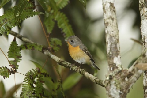 Mugimaki Flycatcher (Ficedula mugimaki) female, Fraser's Hill, Malaysia