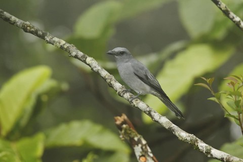 Large Cuckooshrike (Coracina macei), Fraser's Hill, Malaysia