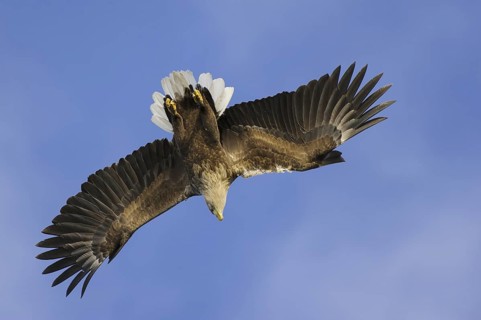 White-tailed Eagle (Haliaeetus albicilla) flying, Nord-Trondelag, Norway
