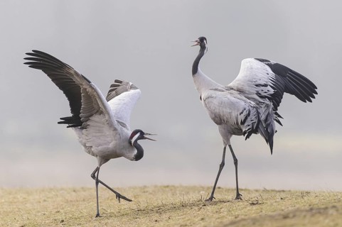 Common Crane (Grus grus) courting, Vaestergoetland, Sweden