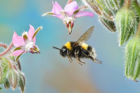 Large earth bumblebee (Bombus terrestris) in flight on the flowers of the cucumber scabious (Borago