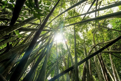 Jungle with giant bamboo, Khao Sok National Park, Phang Nga, Surat Thani, Thailand