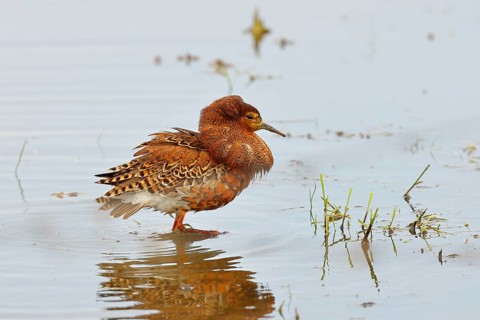 Ruff (Philomachus pugnax), adult male in splendid plumage with erect ruff, courtship display,