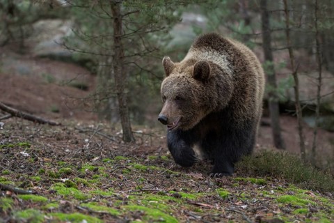 On the move... European brown bear (Ursus arctos) on the move, running through a forest up a