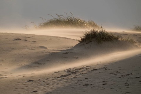 Sand dune with sparse grass cover in warm light with strong wind and swirling sand, near Hvide