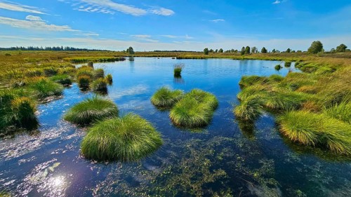 A clear, quiet moor lake with tufts of grass under a wide blue sky, summer, High Fens, Eifel