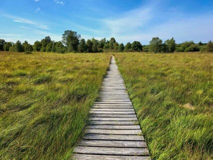 A straight wooden path through a large open field under a blue sky, summer, High Fens, Eifel