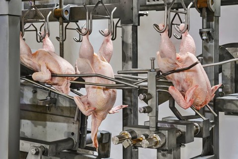 In a processing facility, multiple chickens are suspended on hooks, ready for processing. The