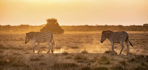 Steppe zebra (Equus quagga), in dry savannah, in the evening light, Kruger National Park, South