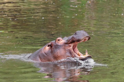 An adult male hippopotamus (Hippopotamus amphibius) shows aggression and defends its territory