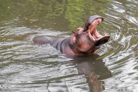 An adult male hippopotamus (Hippopotamus amphibius) shows aggression and defends its territory