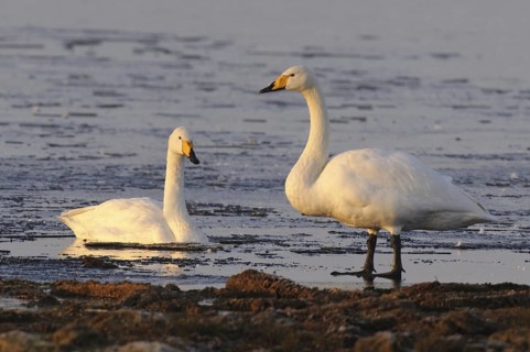 Whooper Swan (Cygnus cygnus), Lower Saxony, Germany