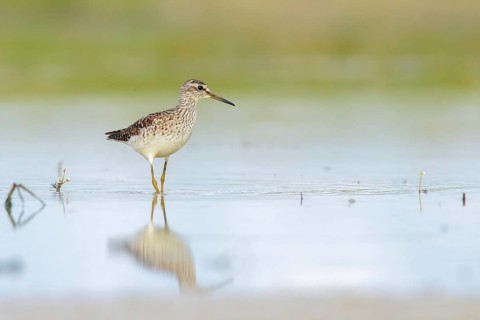 Wood Sandpiper (Tringa glareola) foraging, Lazio, Italy