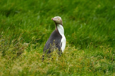 Yellow-eyed Penguin (Megadyptes antipodes), Enderby Island, Auckland Islands Archipelago, New