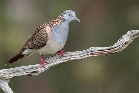 Bar-shouldered Dove (Geopelia humeralis) perched on a branch in eastern Australia