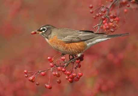 American Robin (Turdus migratorius), Ohio, USA
