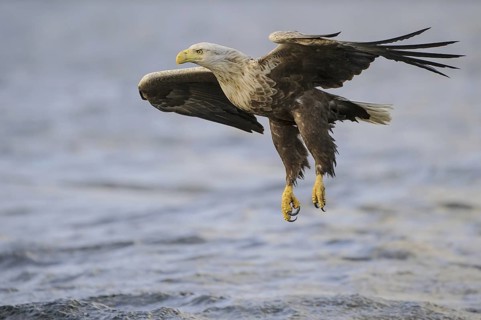 White-tailed Eagle (Haliaeetus albicilla) flying, Nord-Trondelag, Norway