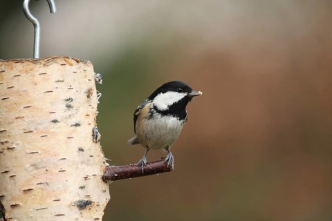 Coal Tit (Periparus ater), Lower Saxony, Germany
