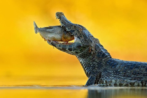 Yacare Caiman, crocodile with fish in with open muzzle with big teeth, Pantanal, Bolivia. Detail