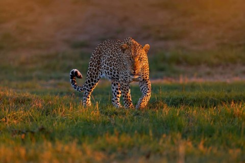Leopard sunset, Panthera pardus shortidgei, nature habitat, big wild cat in nature habitat, sunny