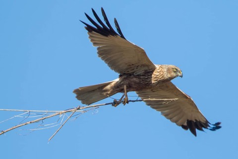 Western Marsh Harrier (Circus aeruginosus) male flying with nesting material, Baden-Wuerttemberg,