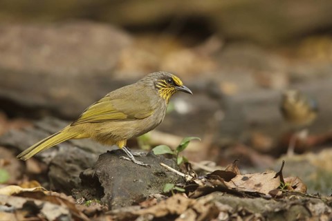 Stripe-throated Bulbul (Pycnonotus finlaysoni), Kaeng Krachan, Thailand