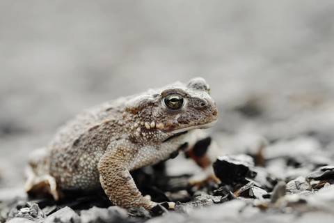 Natterjack toad (Epidalea calamita, Bufo calamita), North Rhine-Westphalia, Germany