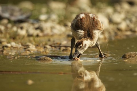 Egyptian goose (Alopochen aegyptiaca) young bird eating fish waste in a gravel pit, Allgäu,