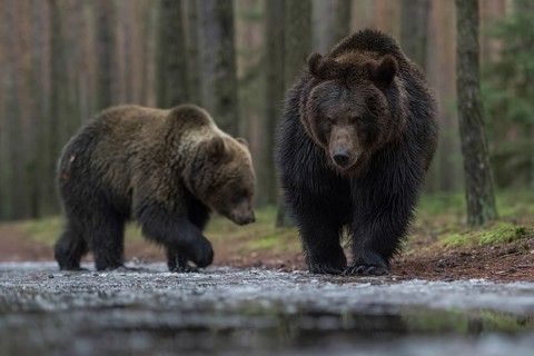 European brown bear (Ursus arctos), two bears walking calmly and relaxed along the edge of a forest