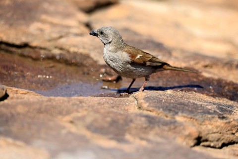 Damara Sparrow (Passer diffusus), adult, at the water's edge, Mountain Zebra National Park, Eastern