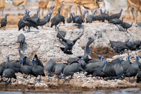 Helmeted guinea fowl (Numida meleagris), flock at the waterhole, Nxai Pan National Park, Botswana