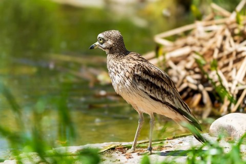 A bird on the bank of a body of water, surrounded by green and brown vegetation, warm spring
