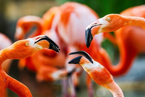 American flamingo, Phoenicopterus ruber, group of birds