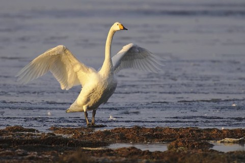 Whooper Swan (Cygnus cygnus), Lower Saxony, Germany