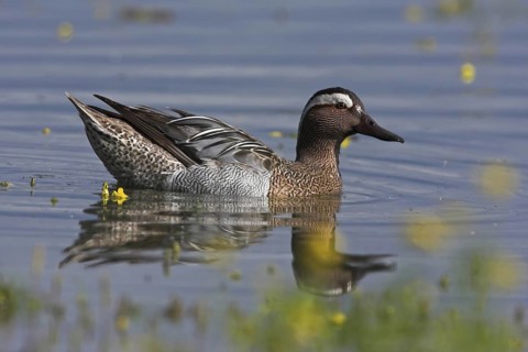 Garganey (Spatula querquedula) male, Mallorca, Spain