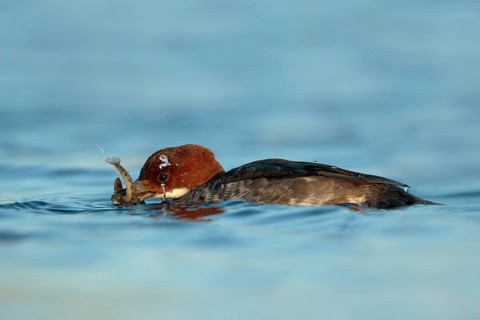 Smew (Mergellus albellus) female with fish prey, Utrecht, Netherlands