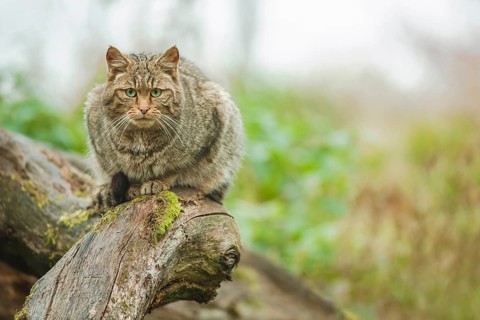 Europäische Wildkatze, Felis silvestris European Wildcat, Felis silvestris