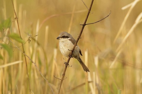 Brown Shrike (Lanius cristatus), Khao Yai, Thailand